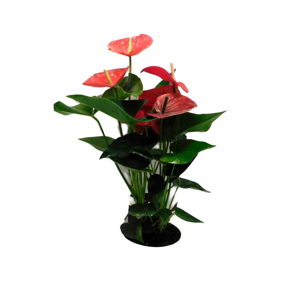 Anthurium