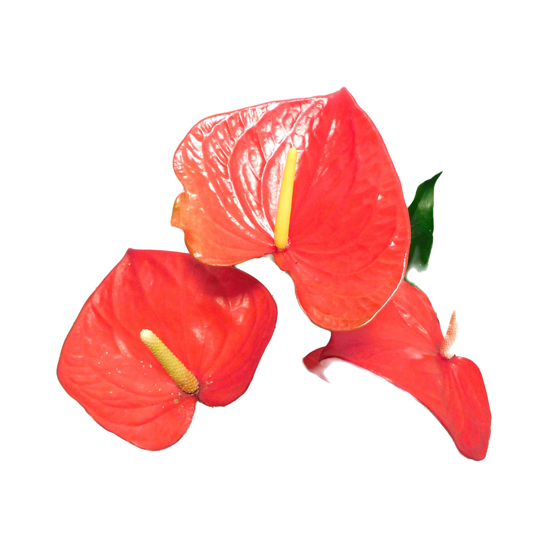 Anthurium