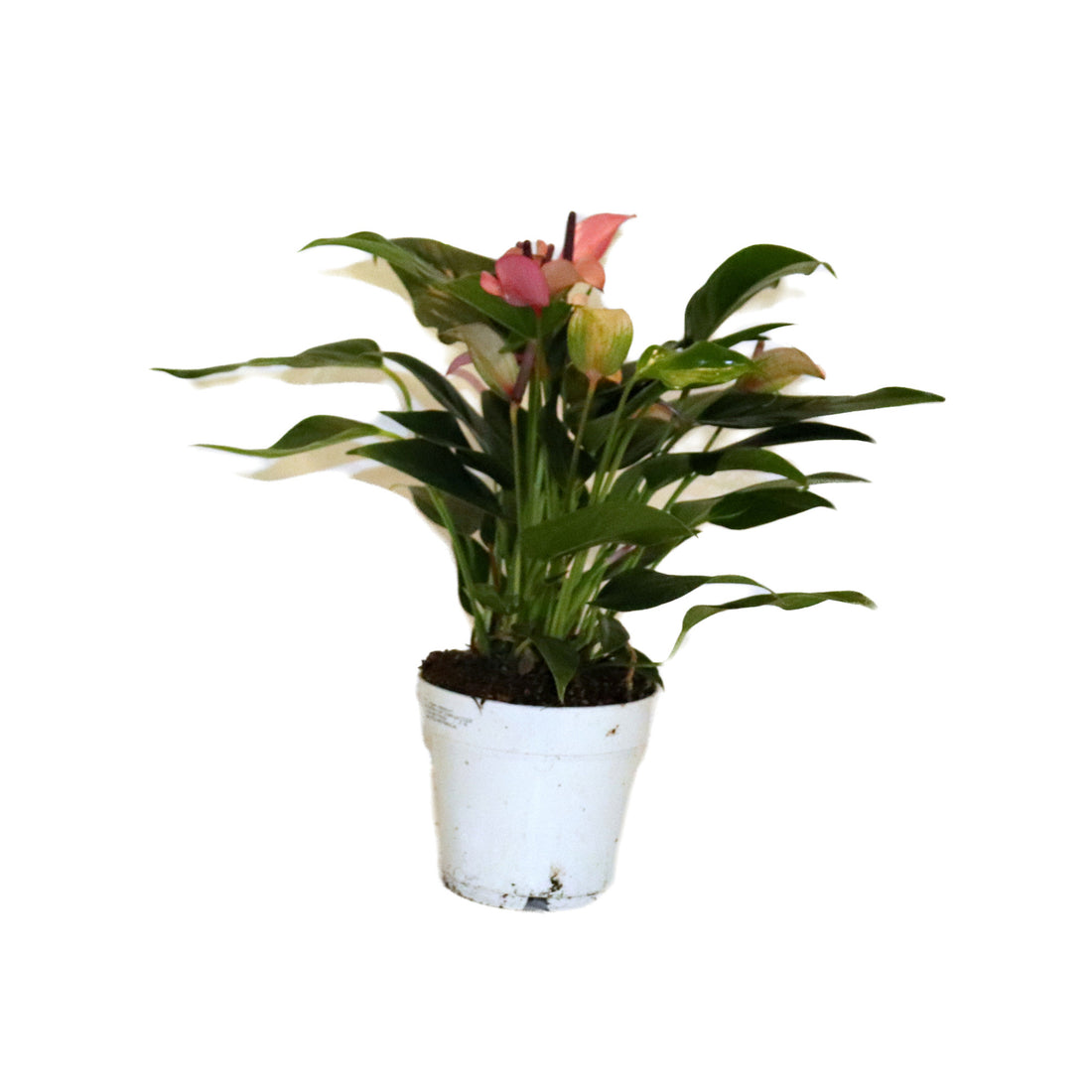 Anthurium