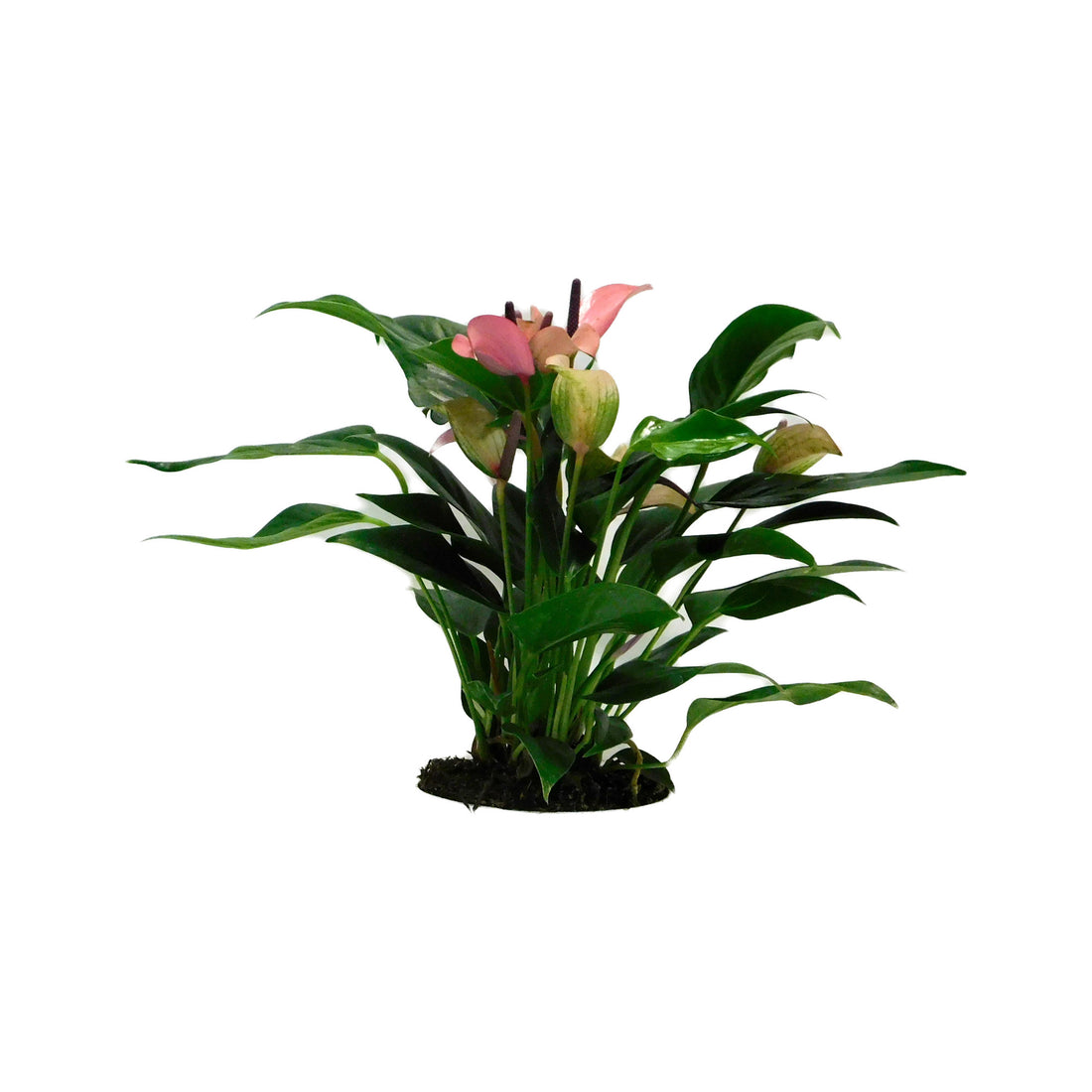 Anthurium