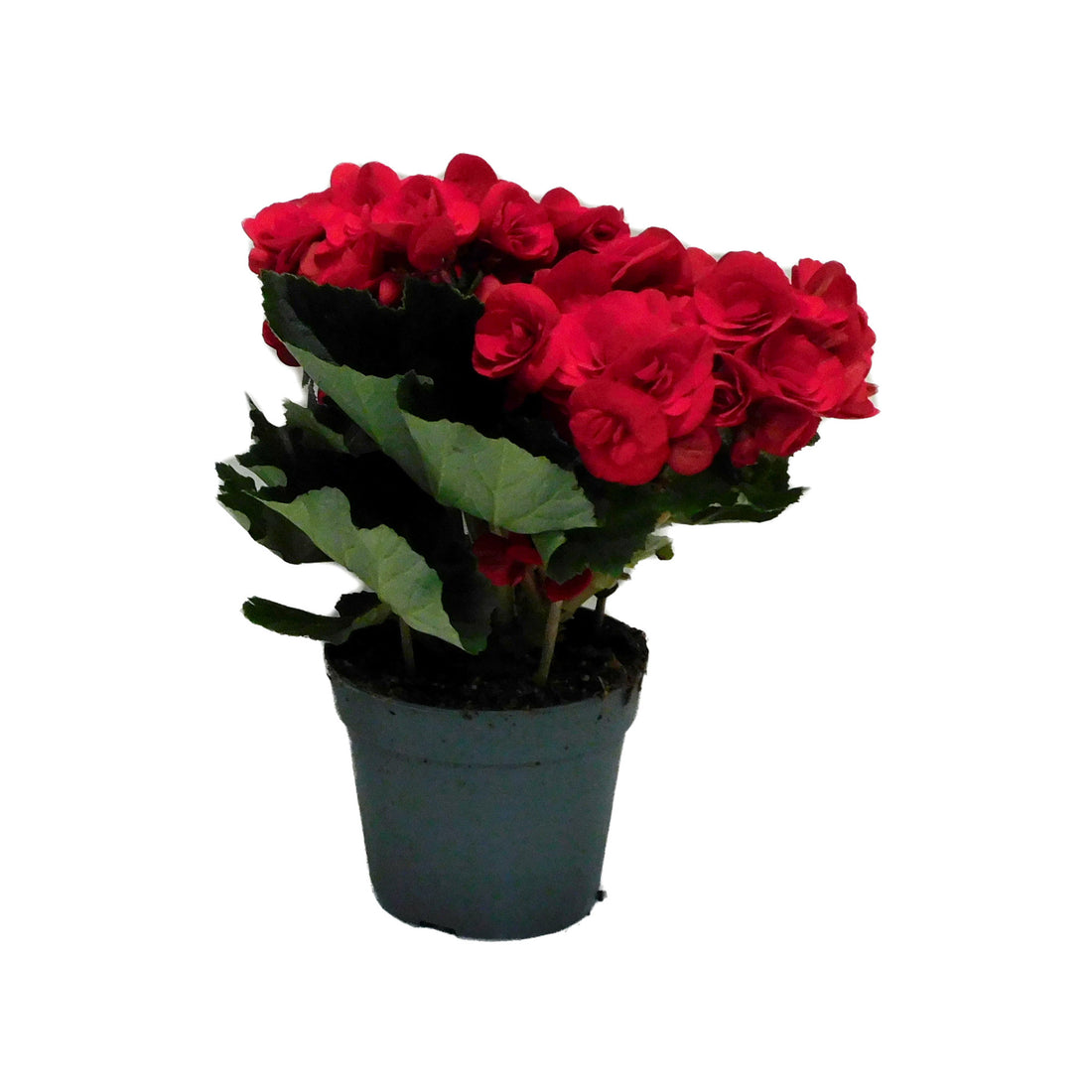 Begonia