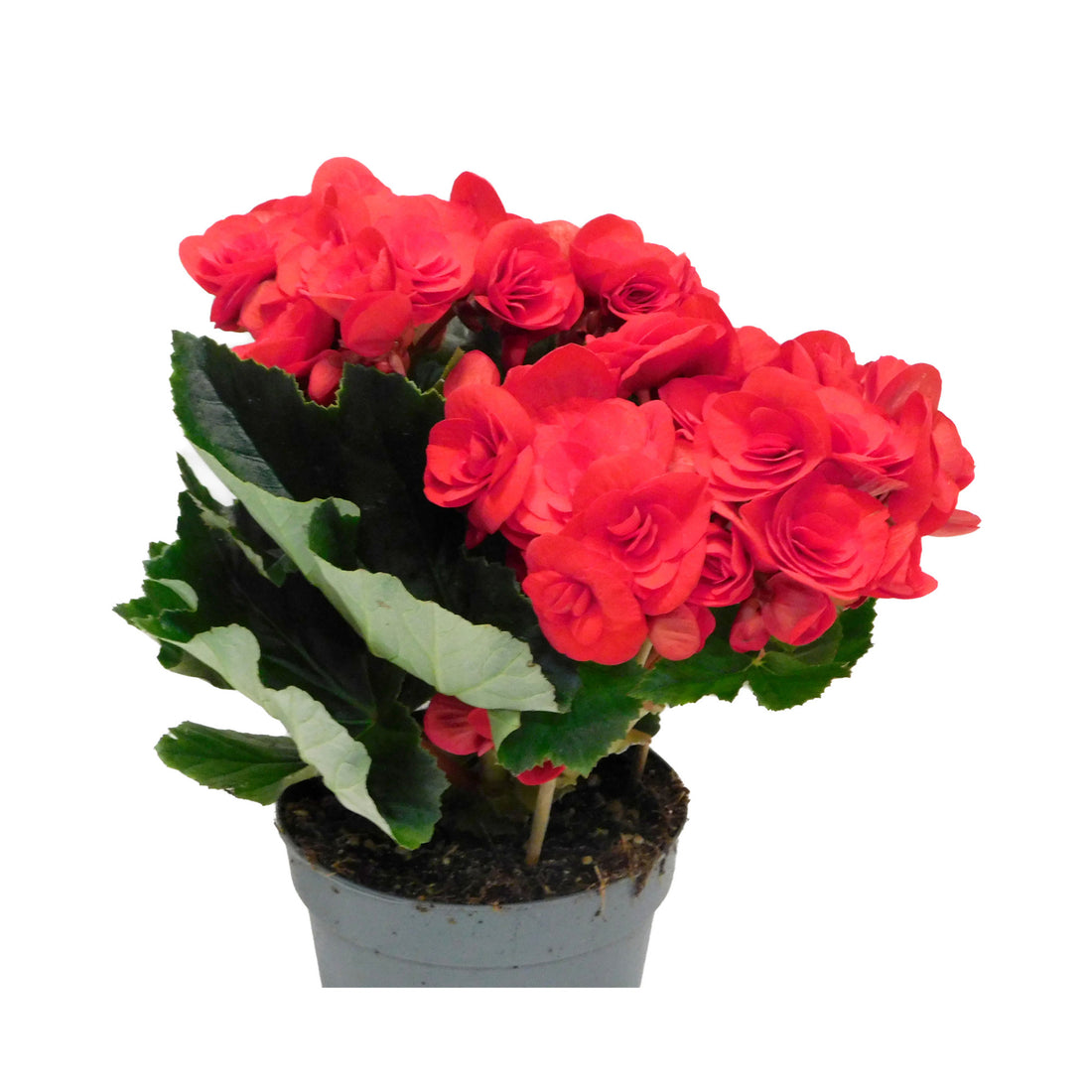 Begonia