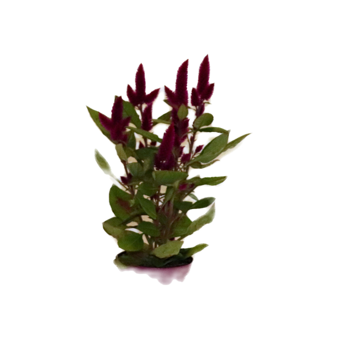 Celosia Deep Purple