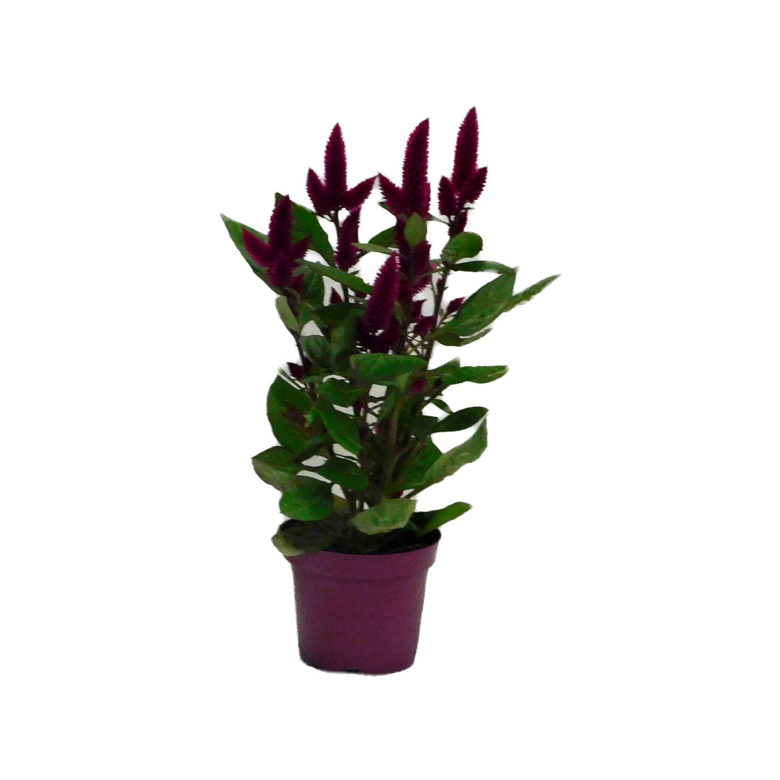 Celosia Deep Purple