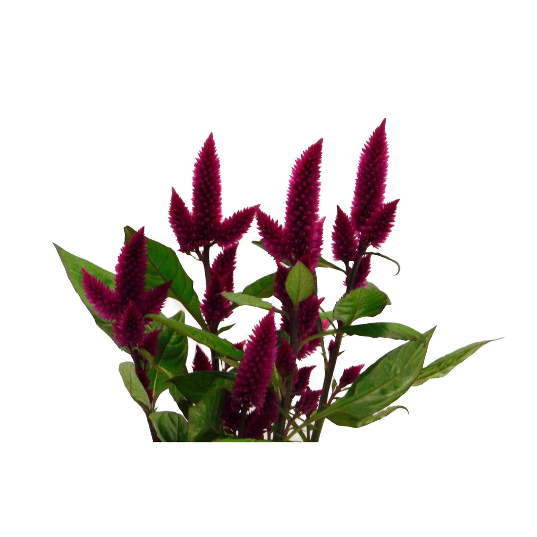 Celosia Deep Purple
