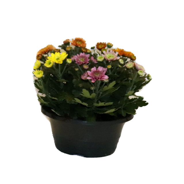 Chrysant