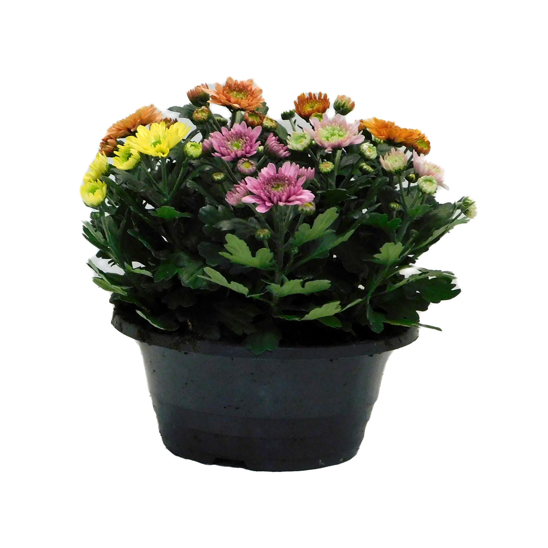 Chrysant