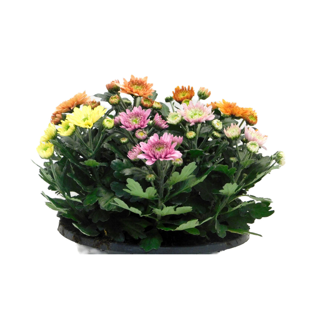 Chrysant