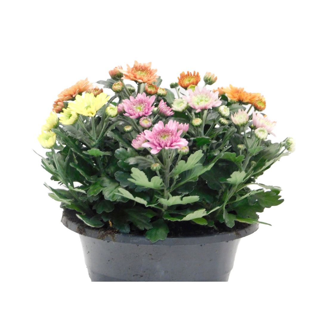 Chrysant