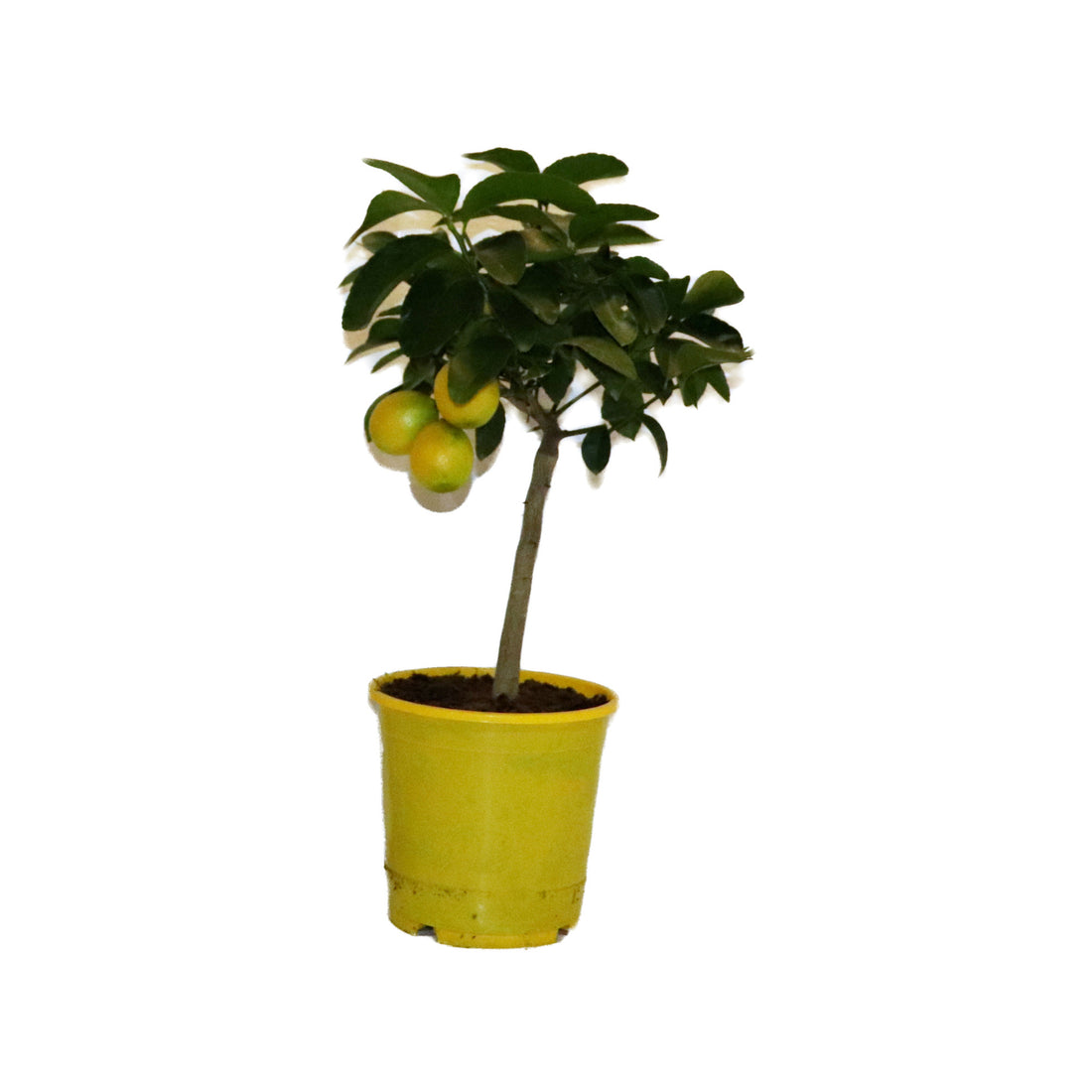 Citrus Meyeri Meyer