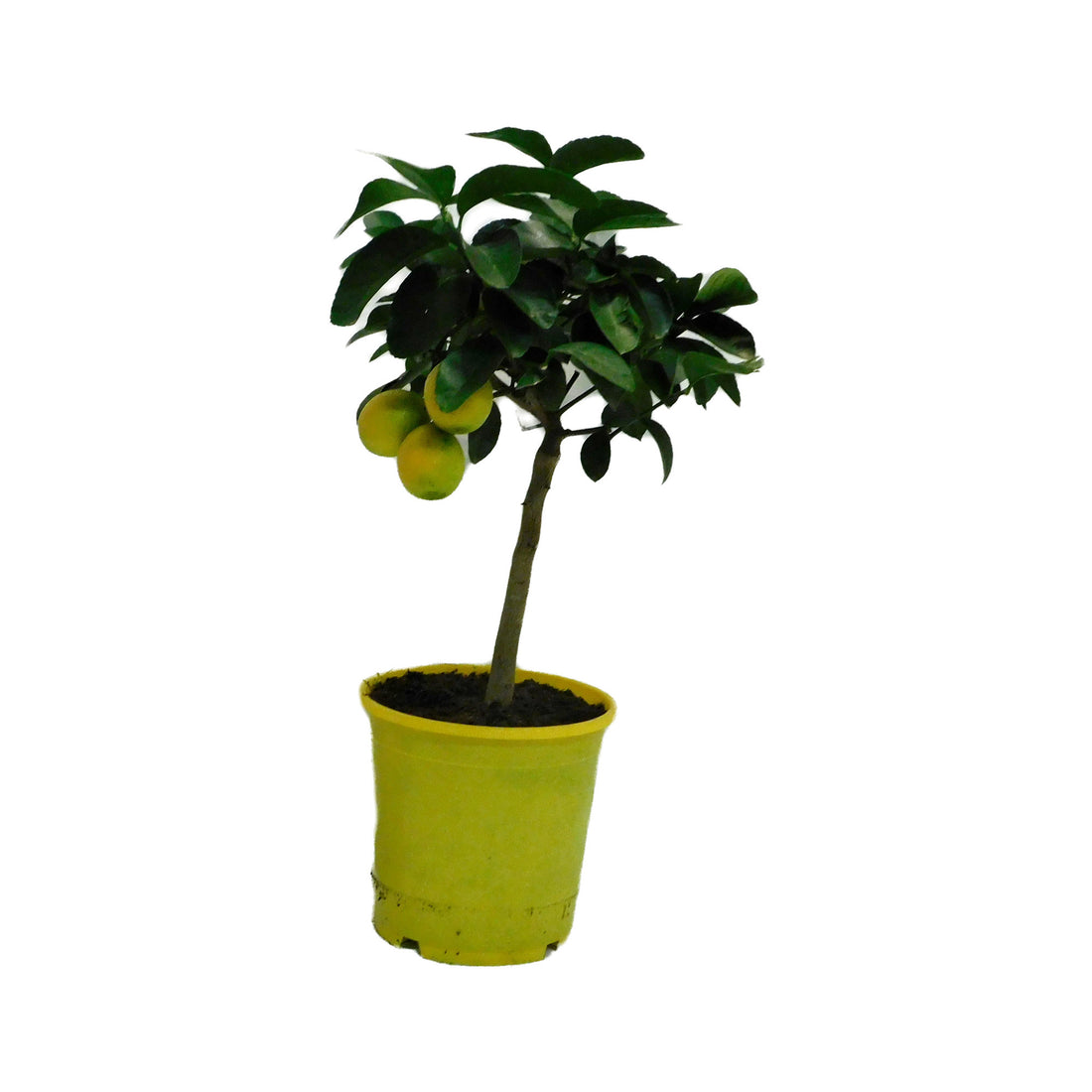 Citrus Meyeri Meyer
