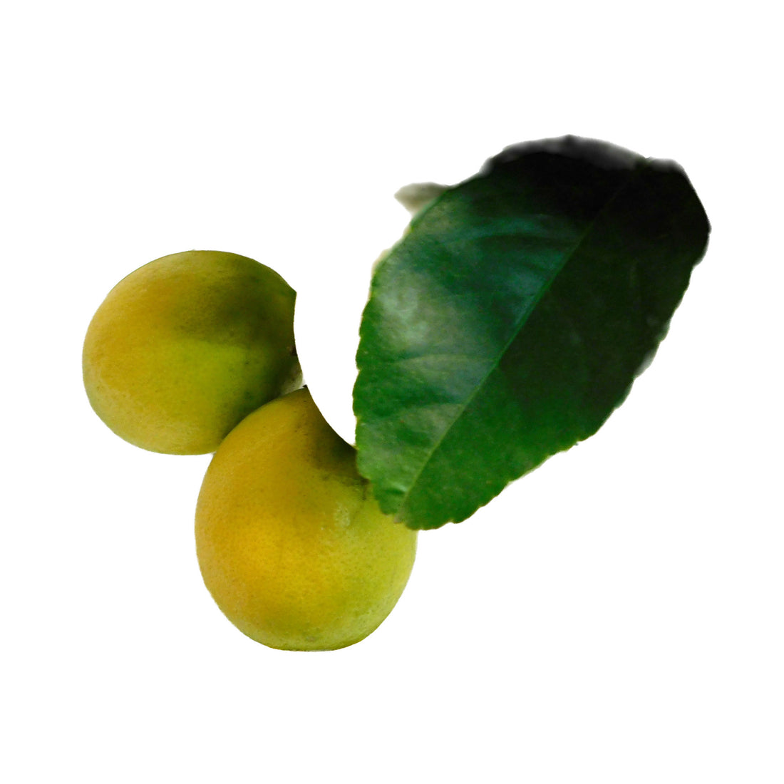 Citrus Meyeri Meyer