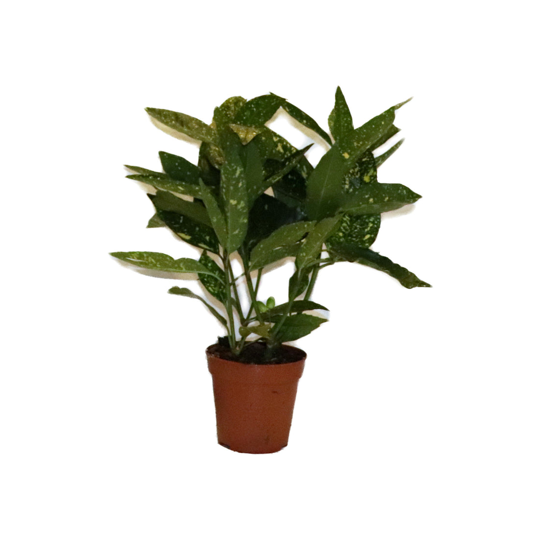 Codiaeum (croton)
