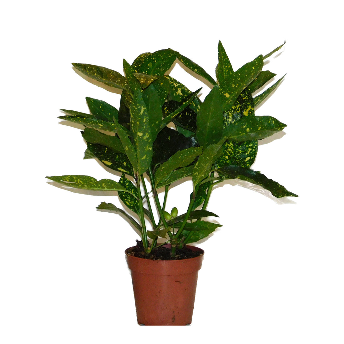 Codiaeum (croton)