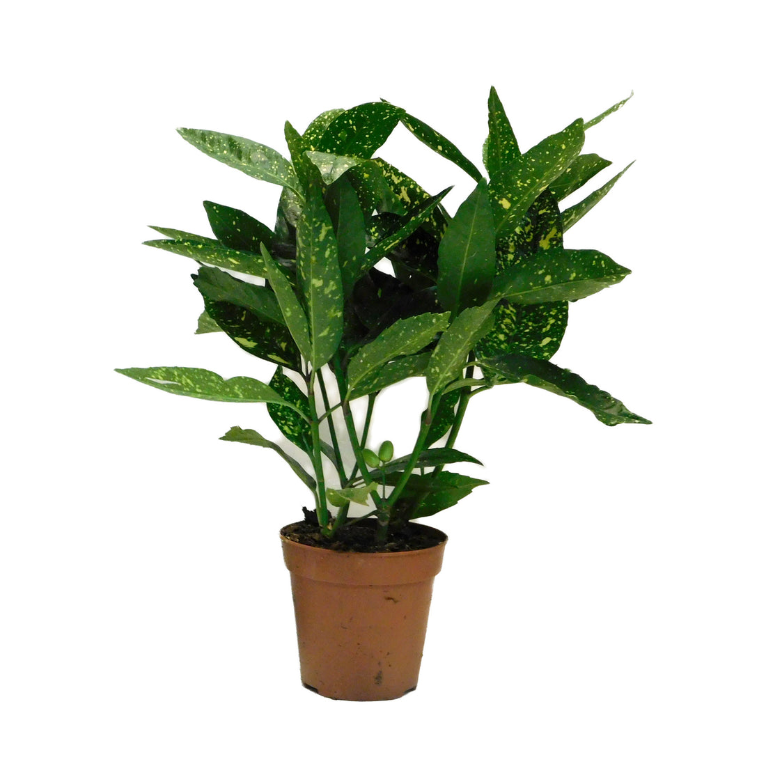 Codiaeum (croton)