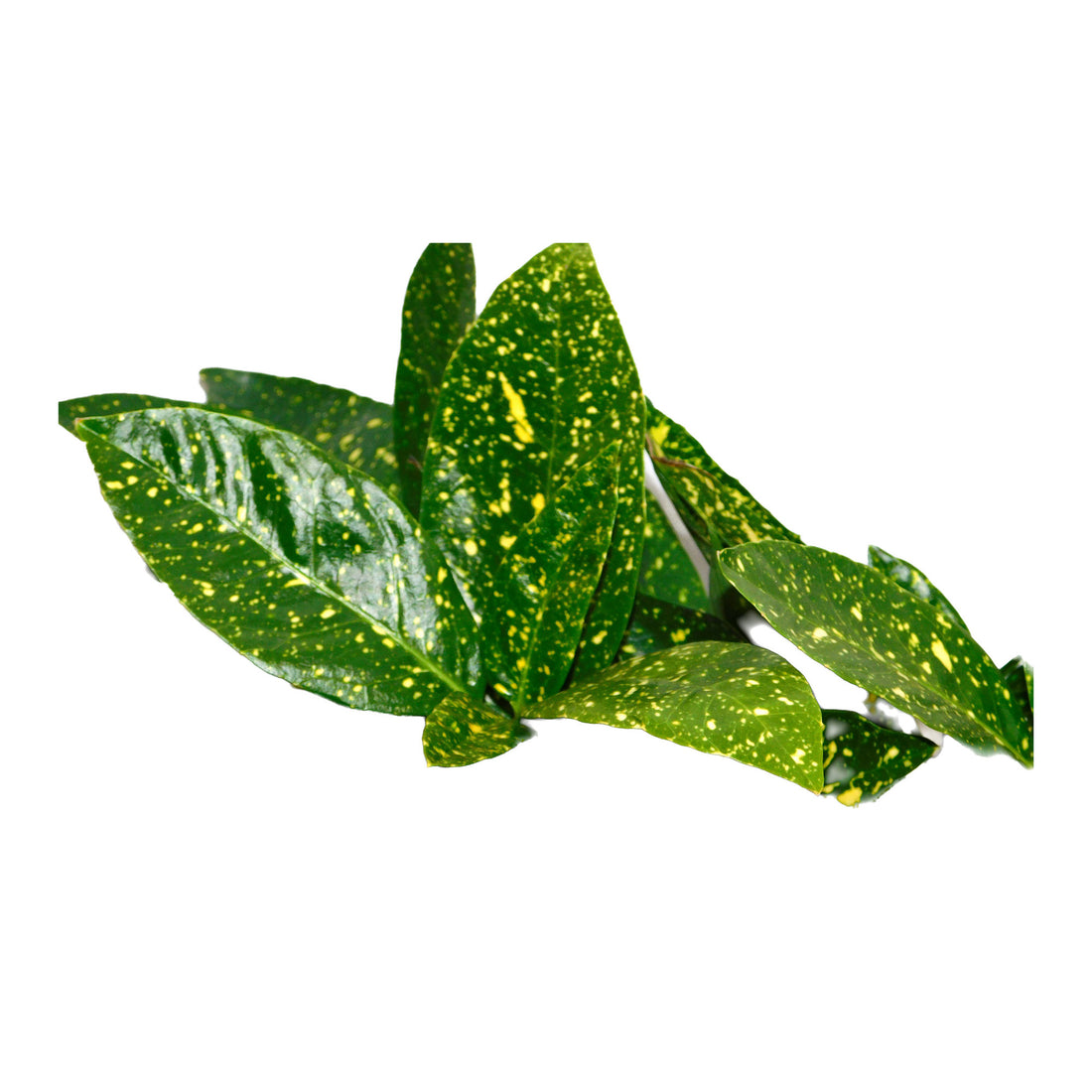 Codiaeum (croton)