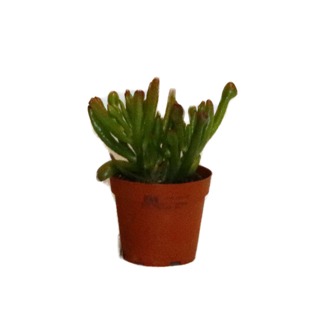 Crassula
