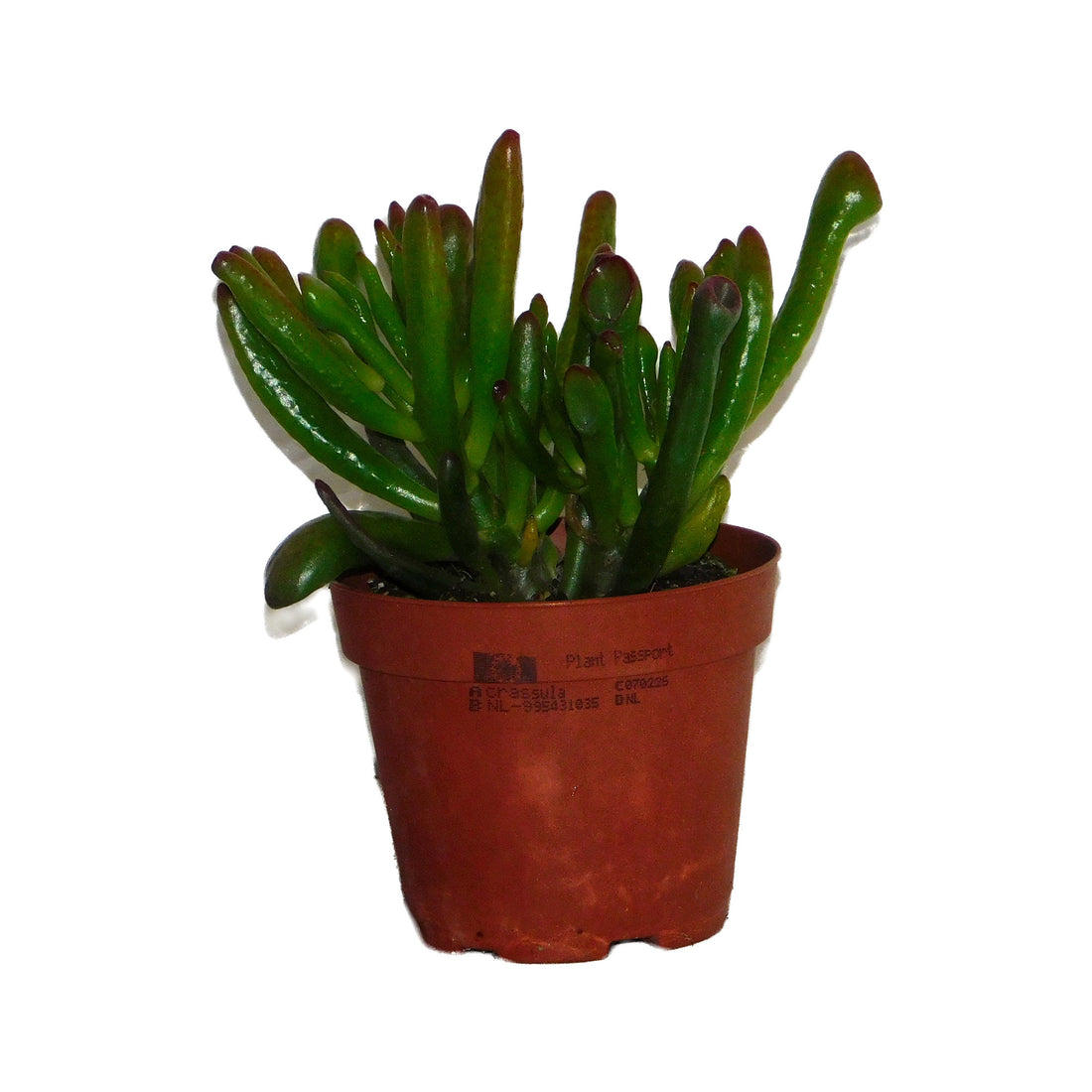 Crassula