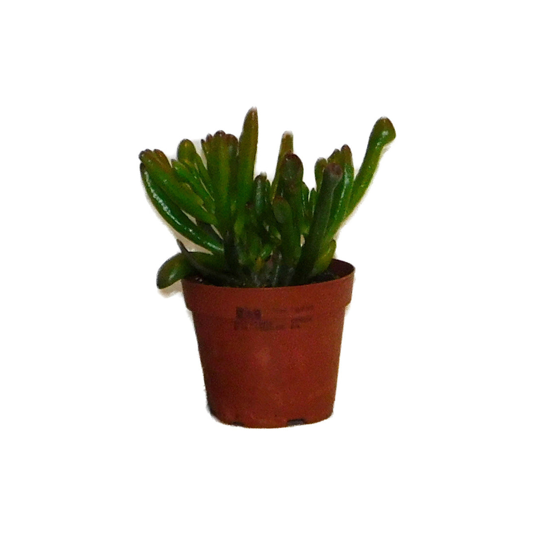 Crassula