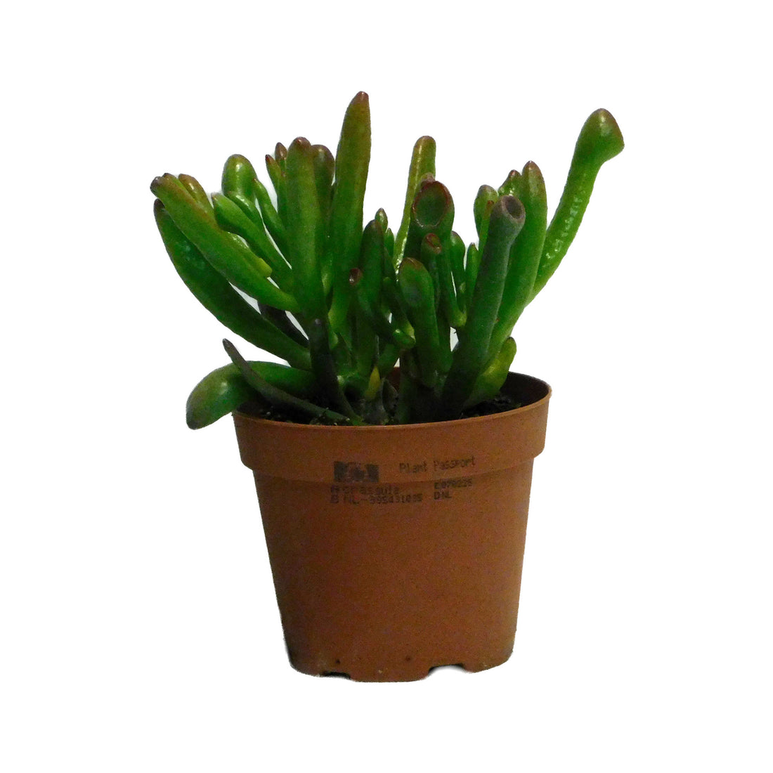 Crassula