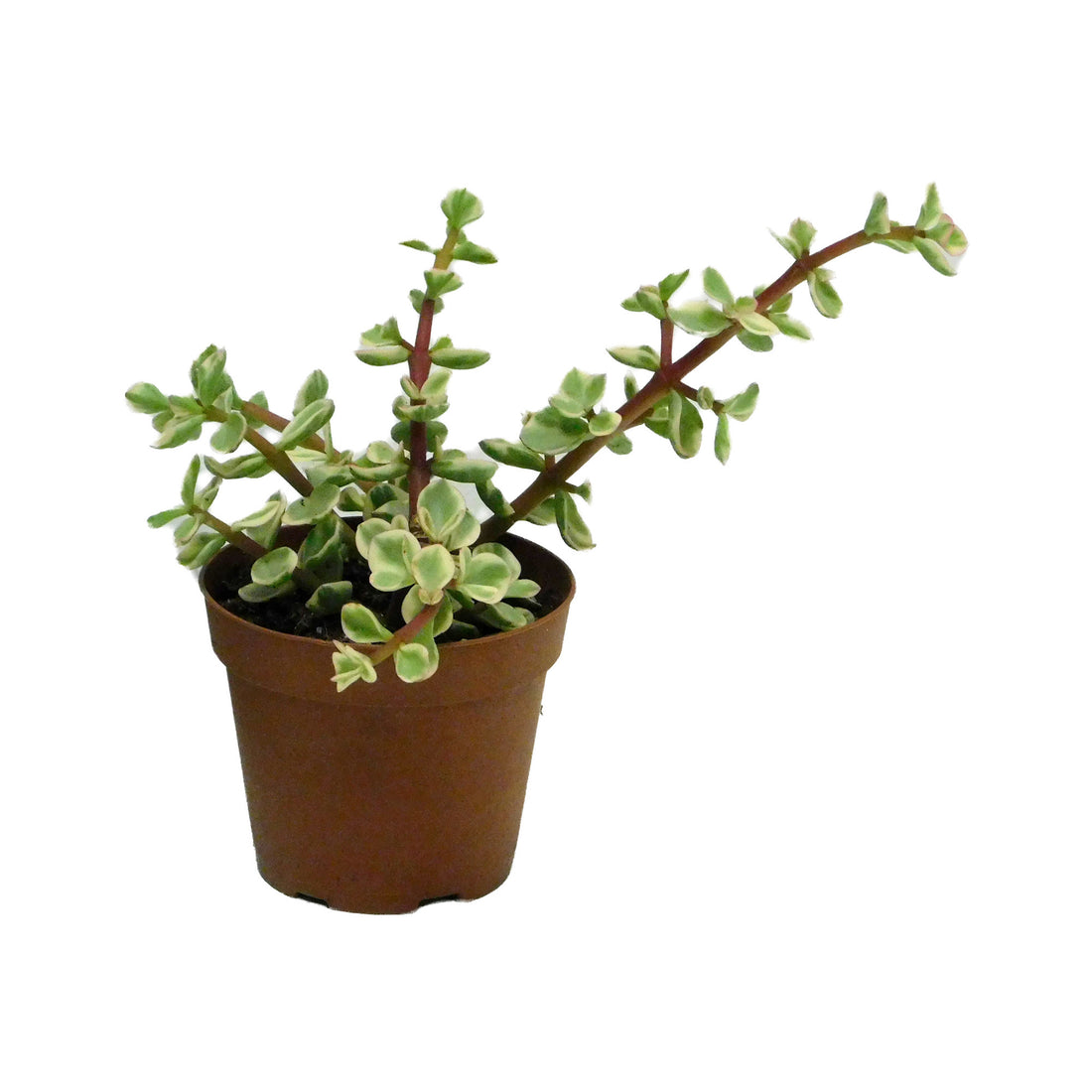 Crassula