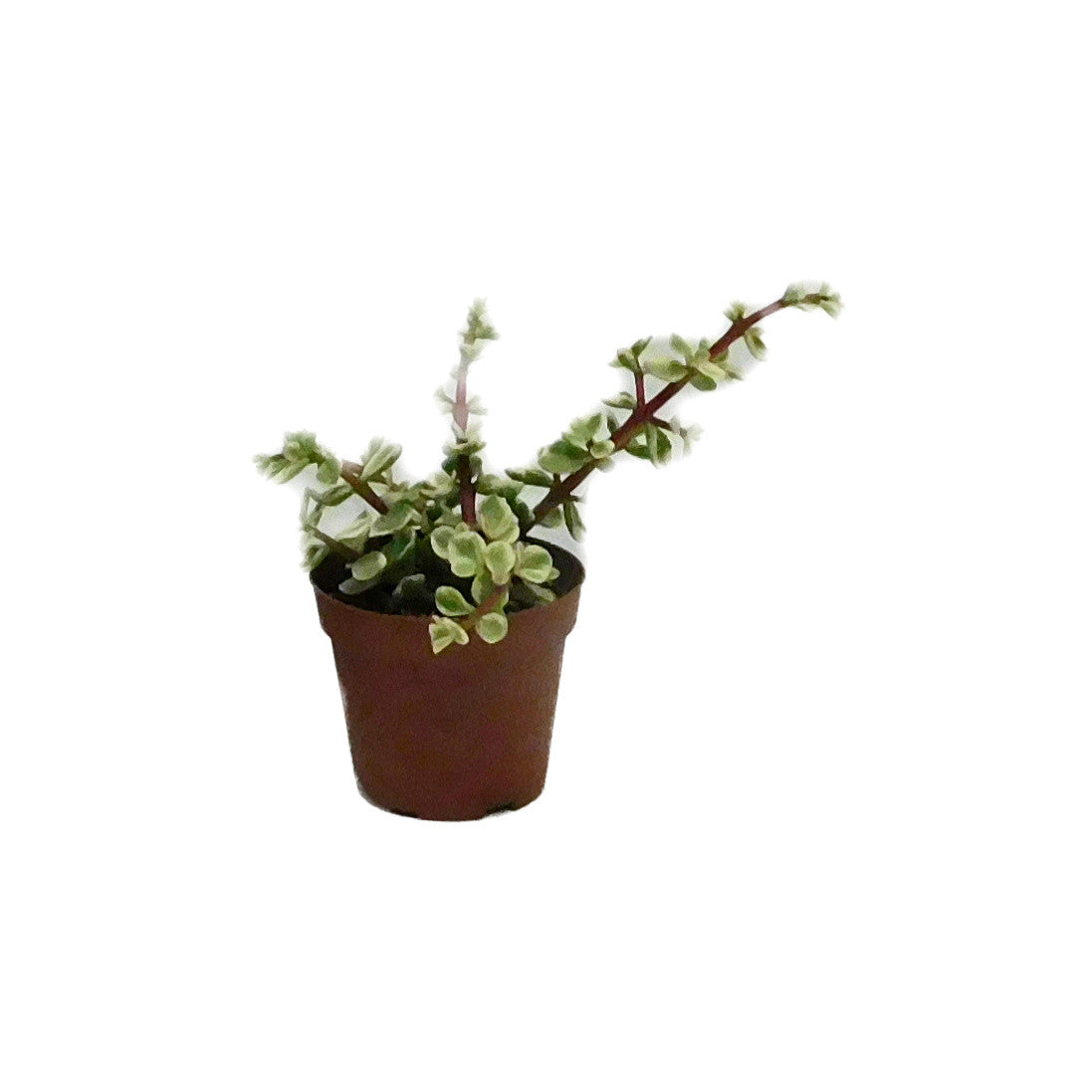 Crassula