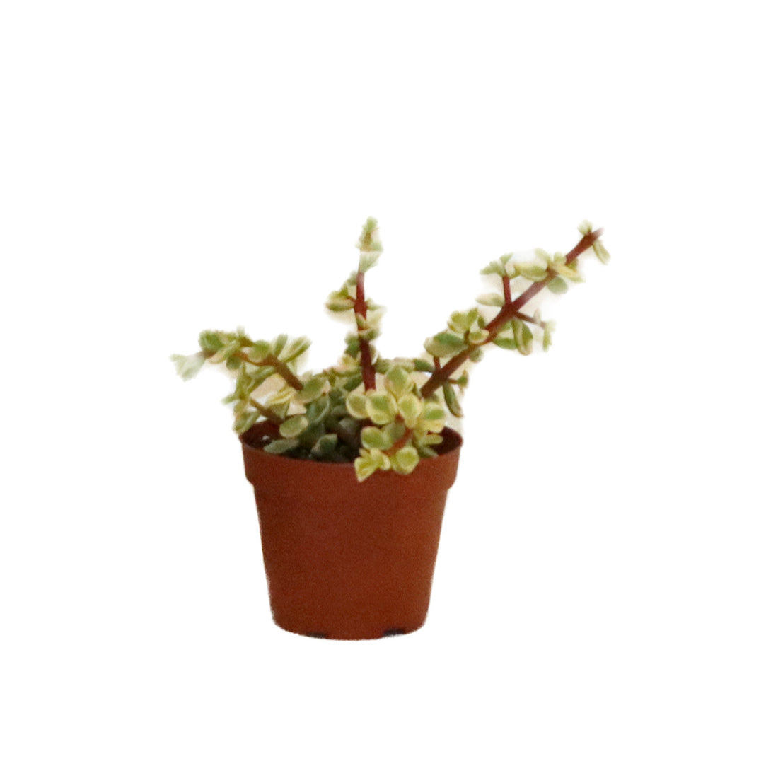 Crassula