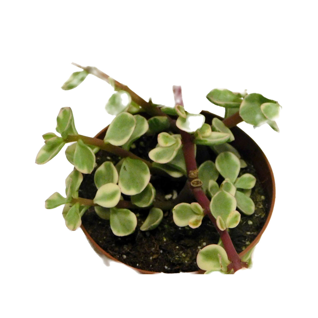 Crassula