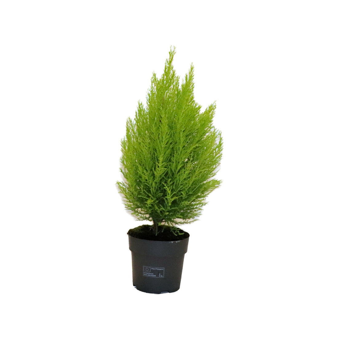 Cupressus