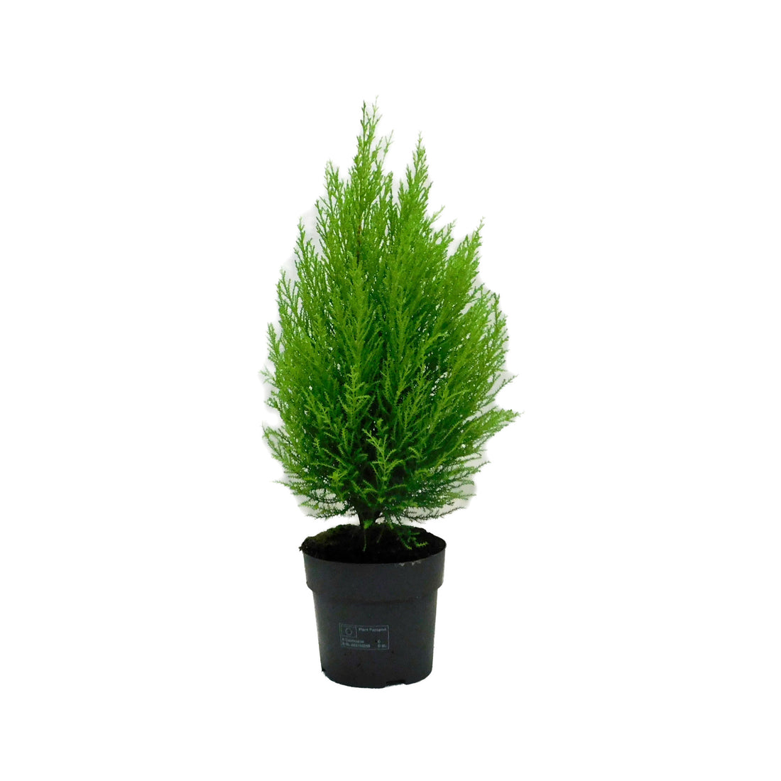Cupressus