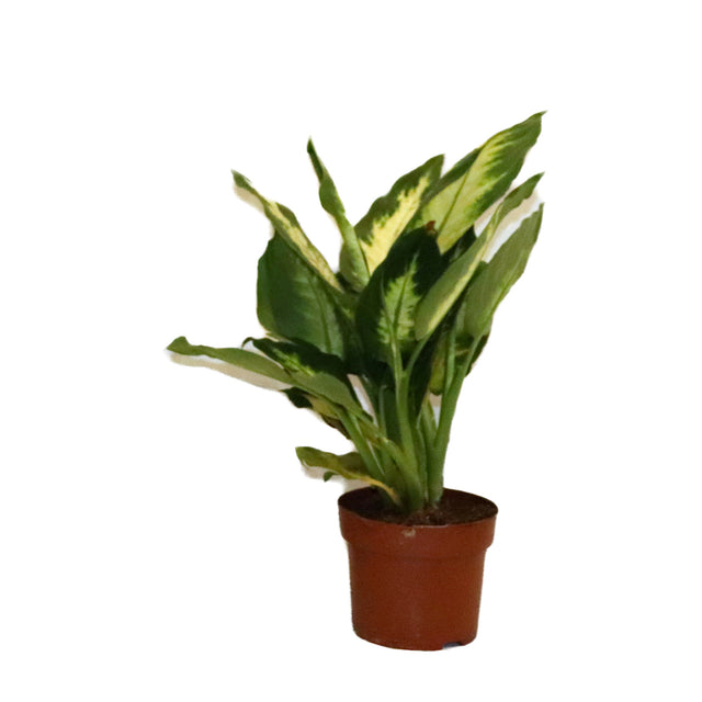 Dieffenbachia