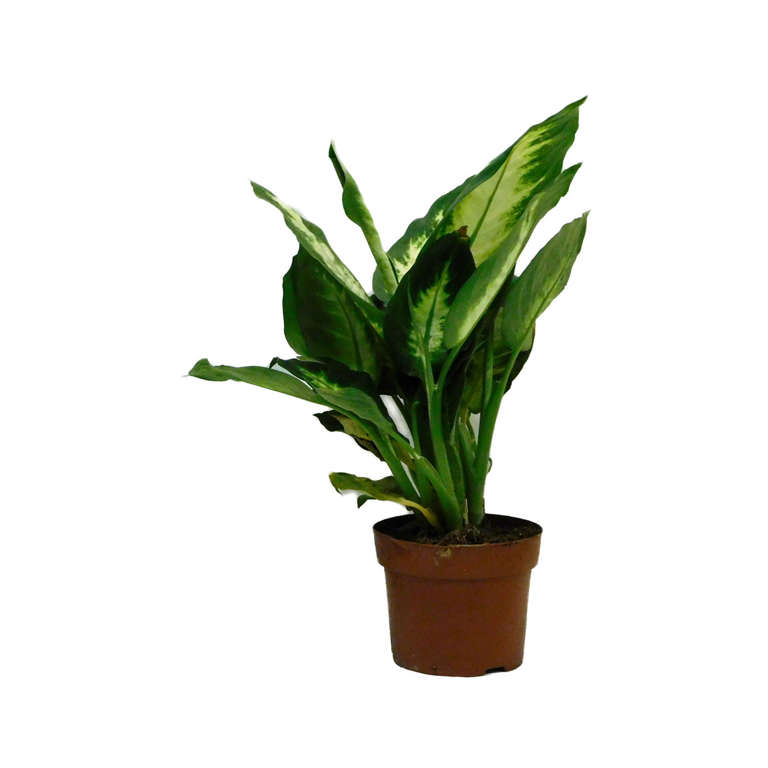 Dieffenbachia