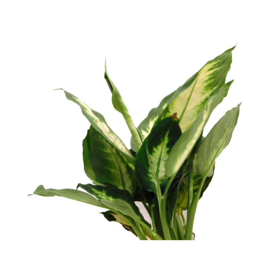 Dieffenbachia
