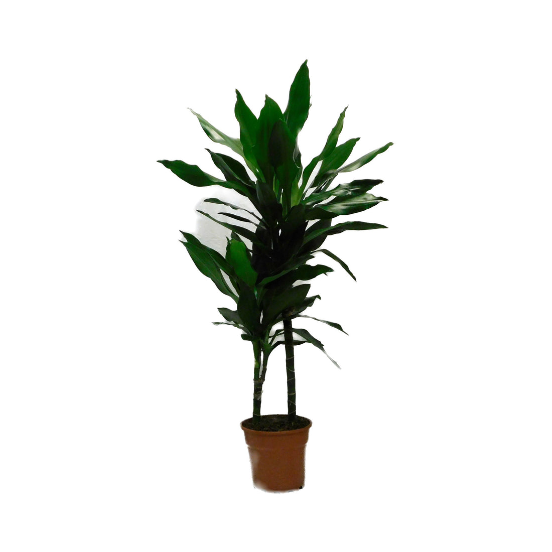 Dracaena