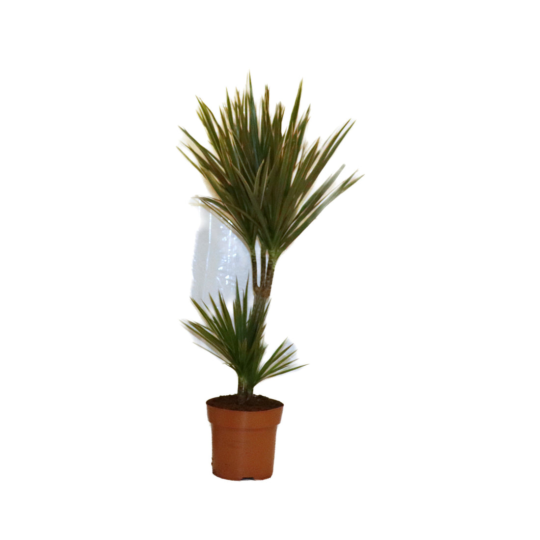 Dracaena