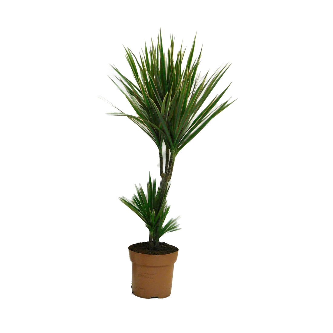 Dracaena