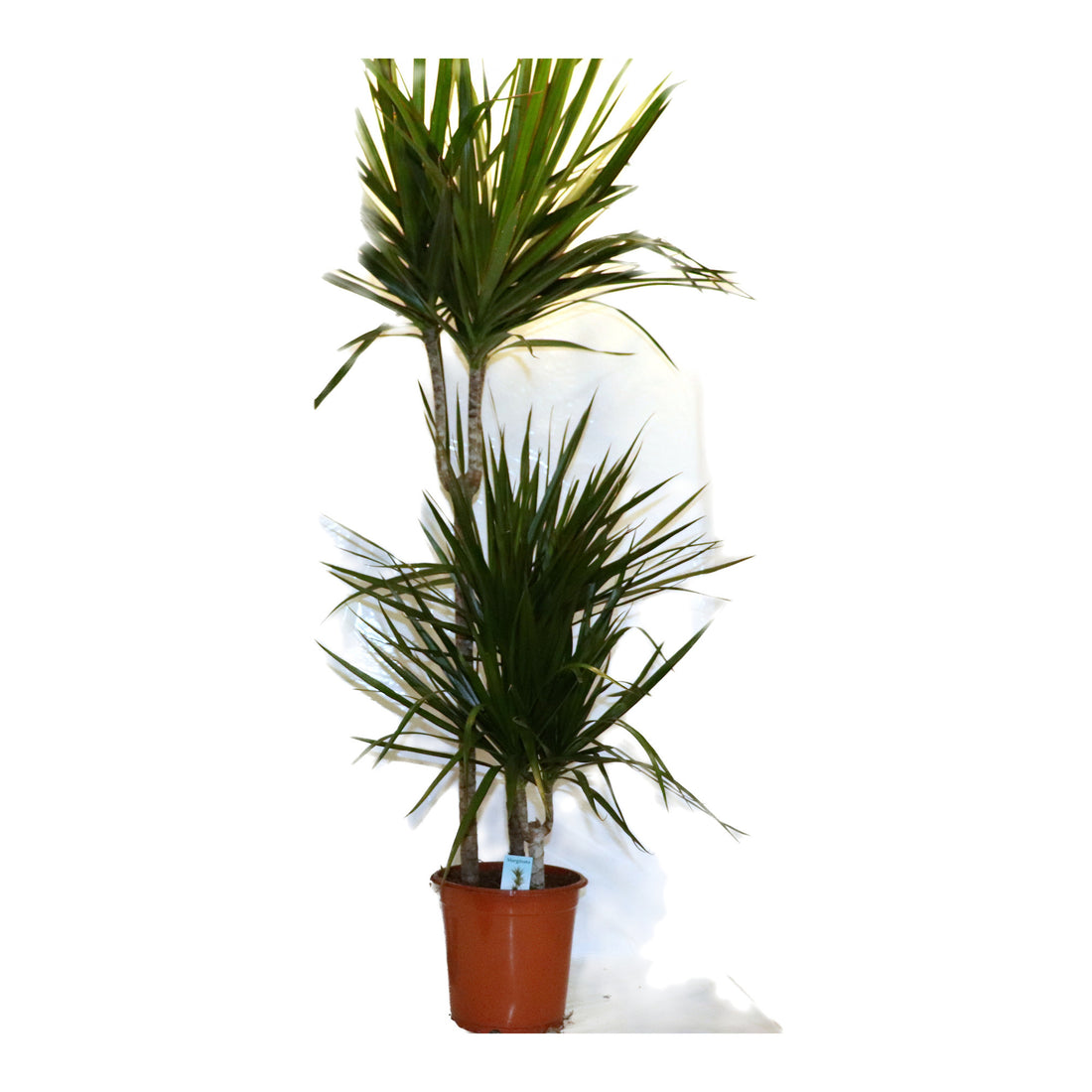 Dracaena
