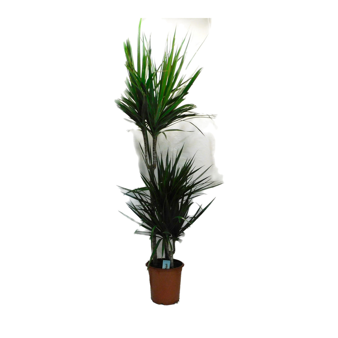 Dracaena