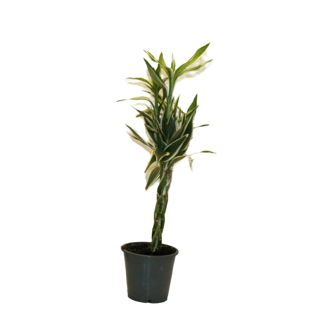 Dracaena