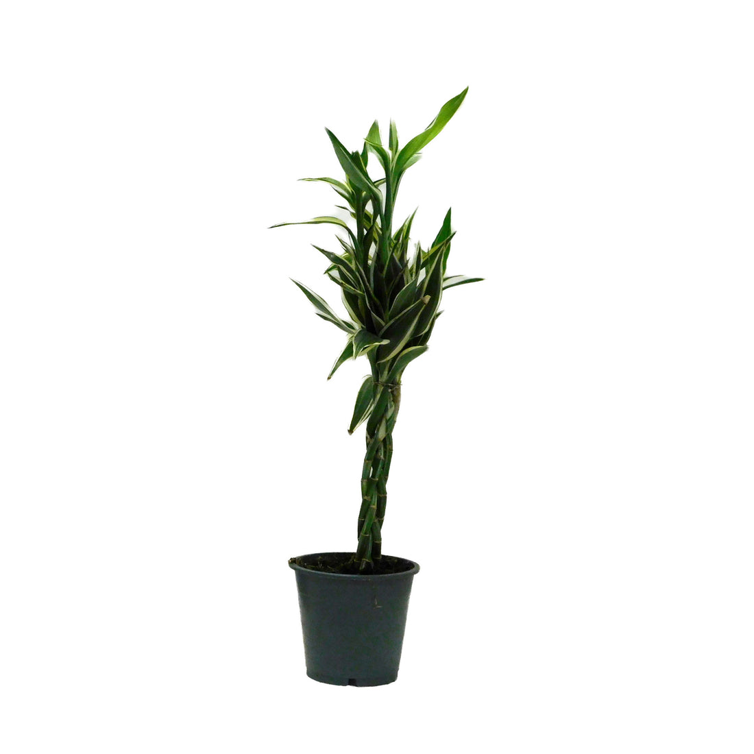 Dracaena