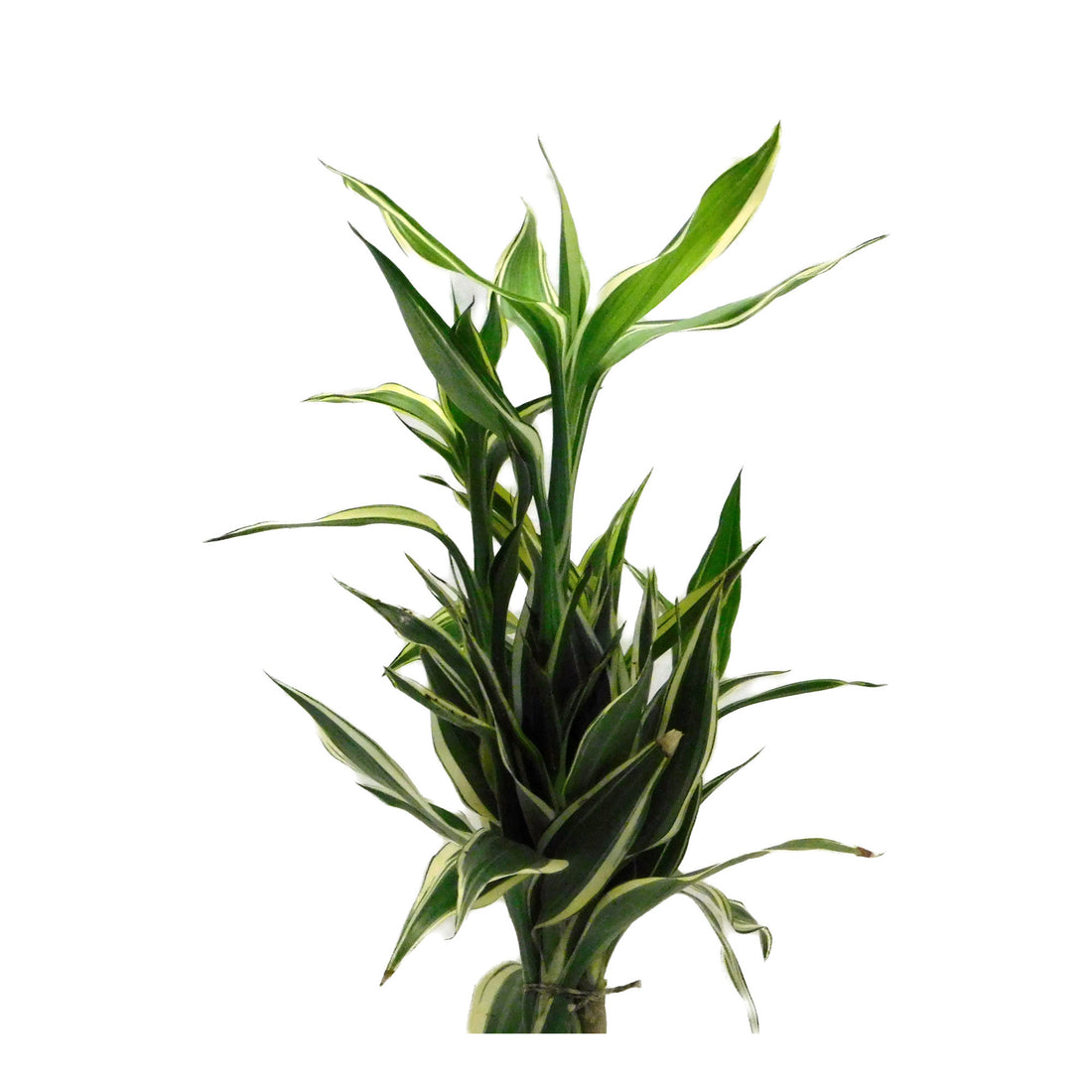 Dracaena