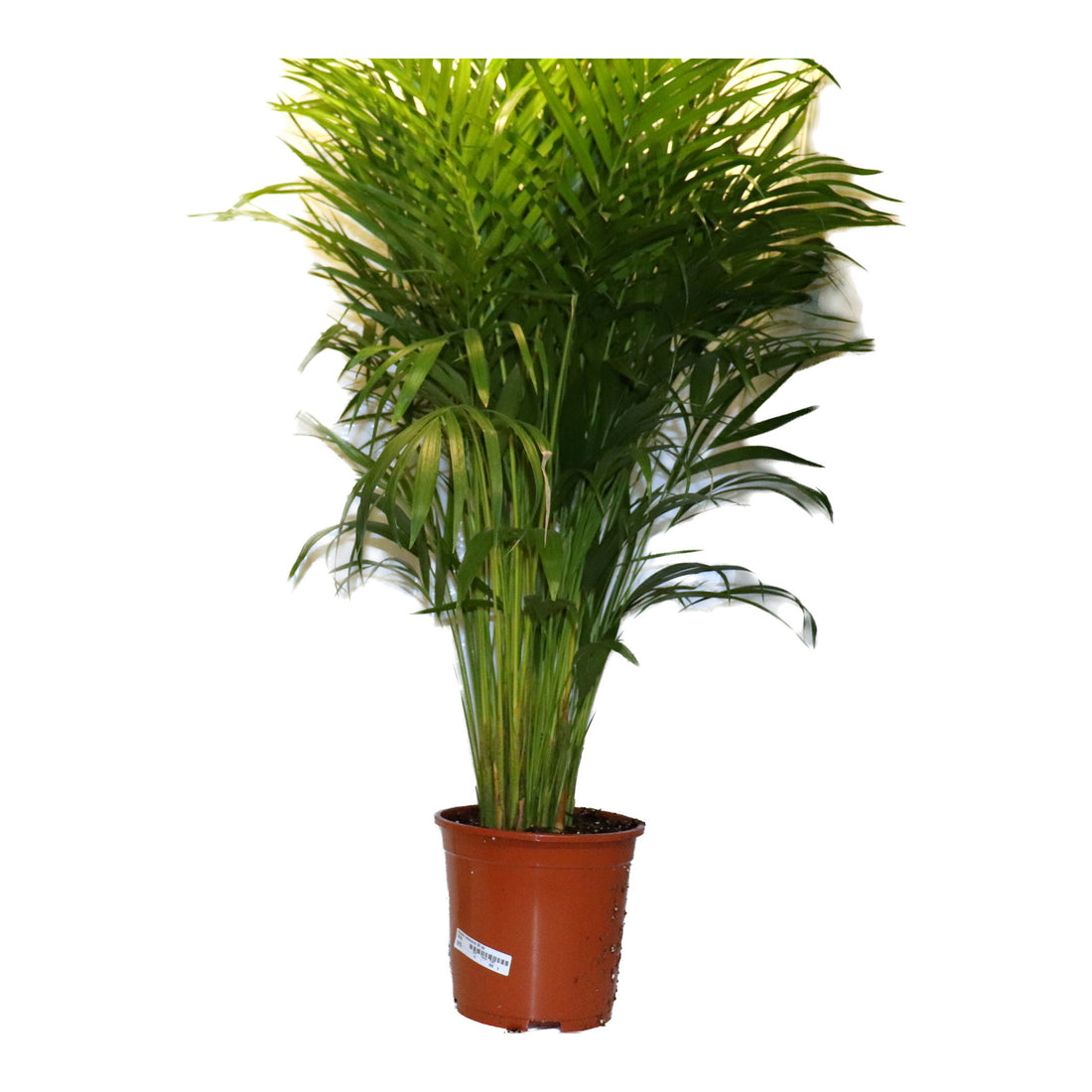 Dypsis (areca palm) Lutescens