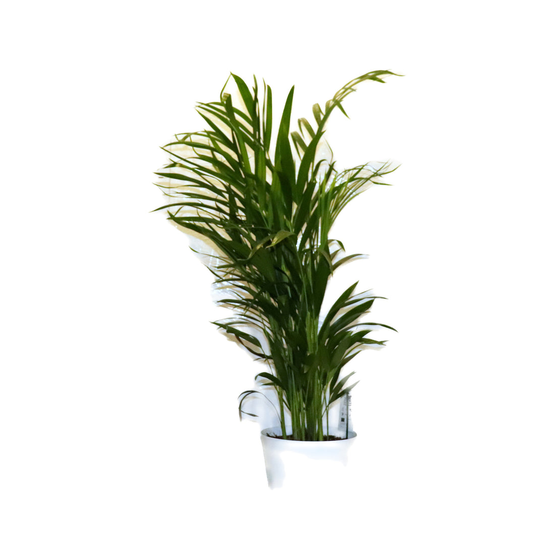 Dypsis (areca palm) Lutescens