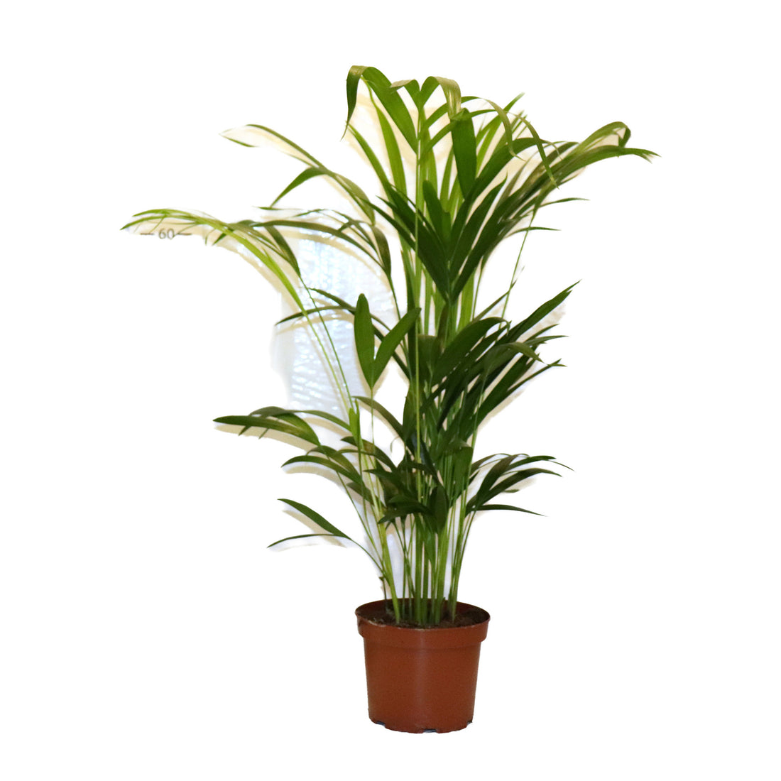 Dypsis (areca palm) Lutescens