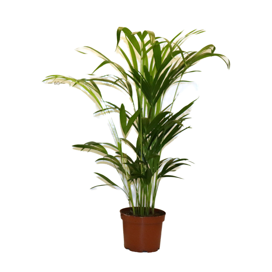Dypsis (areca palm) Lutescens