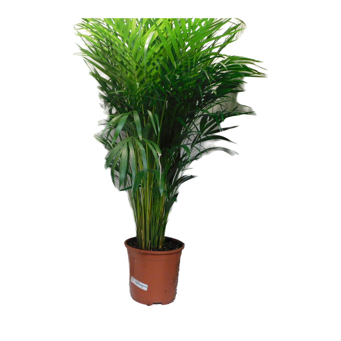 Dypsis (areca palm) Lutescens