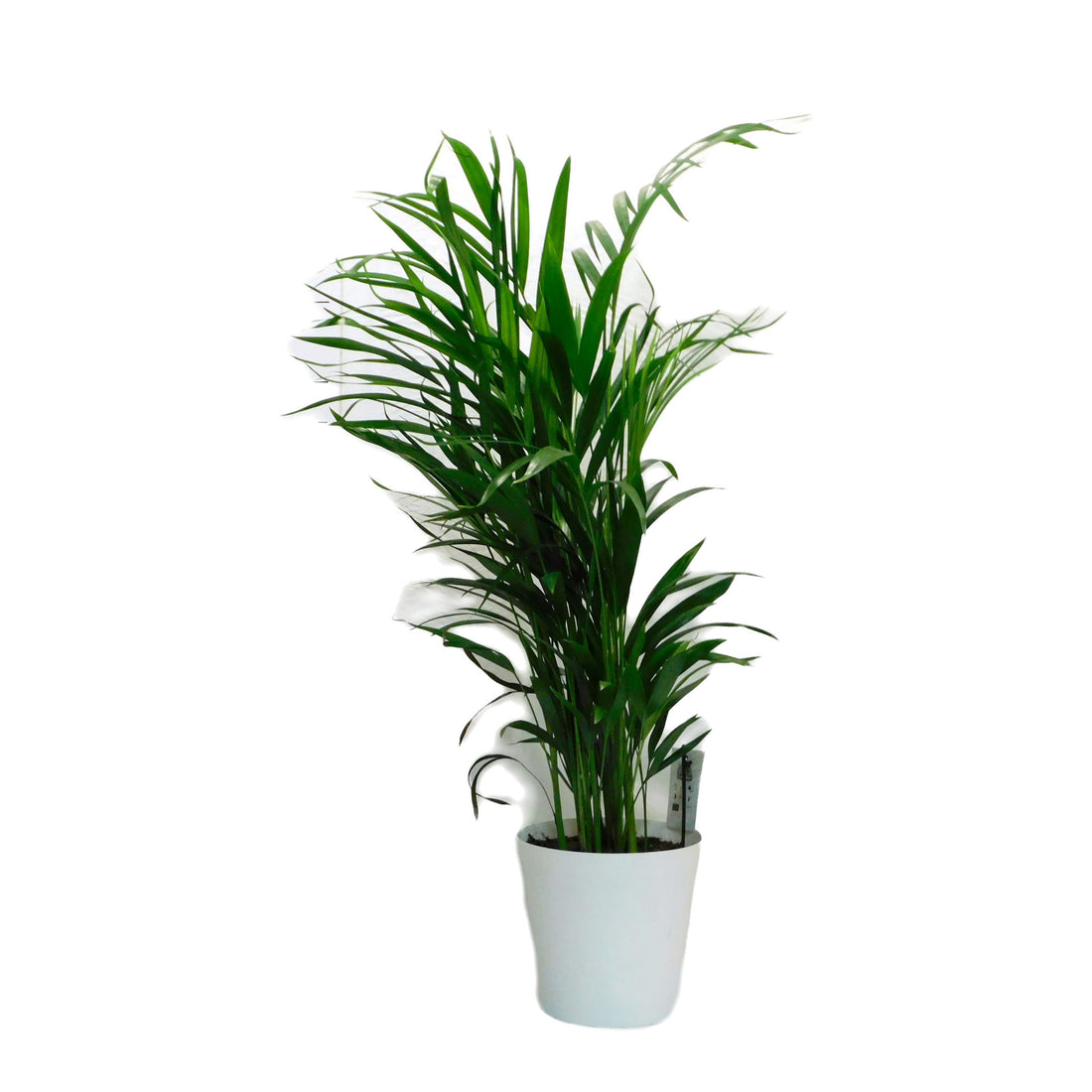 Dypsis (areca palm) Lutescens