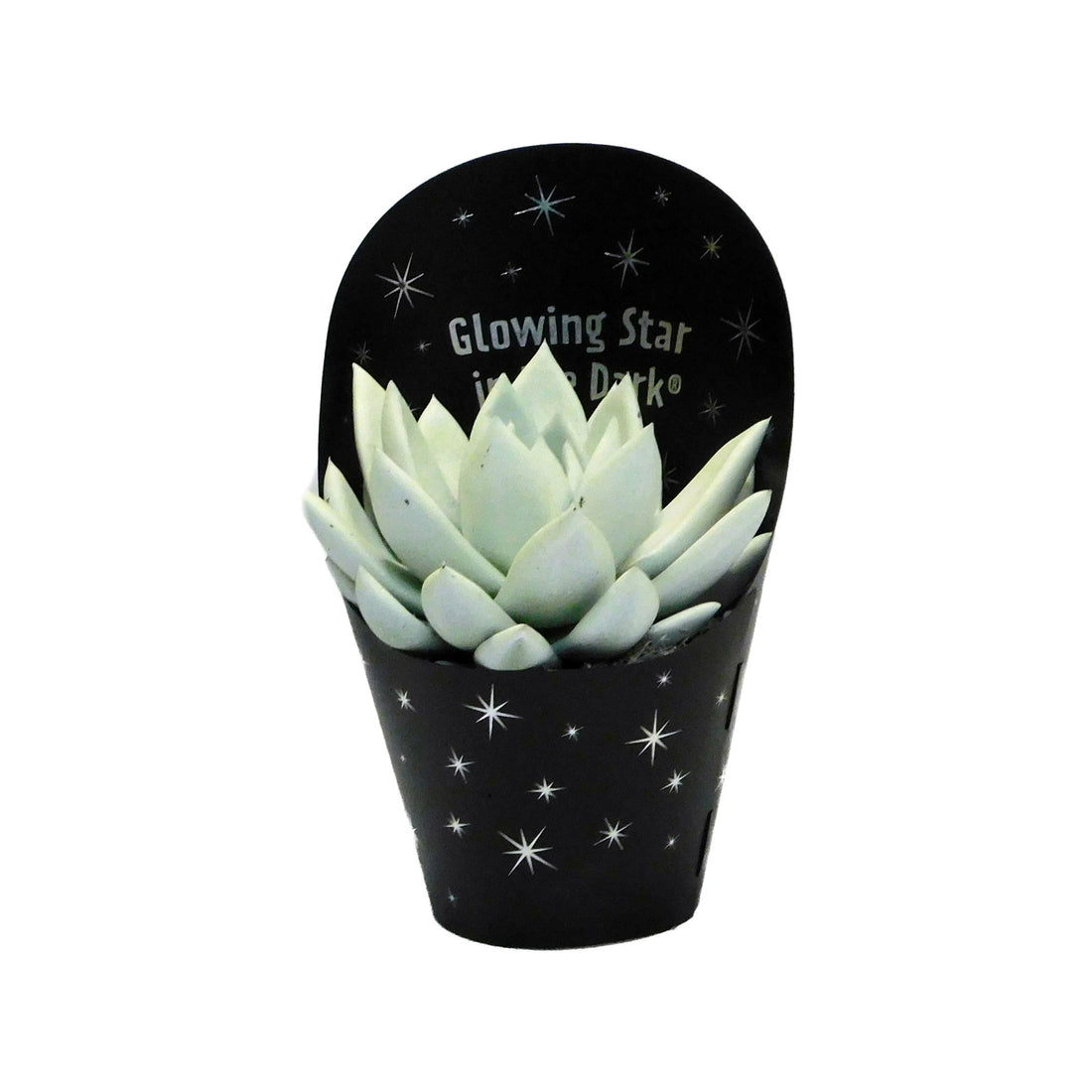 Echeveria