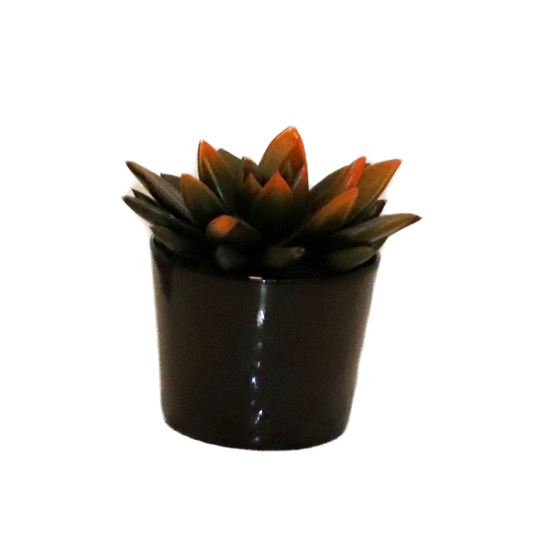 Echeveria