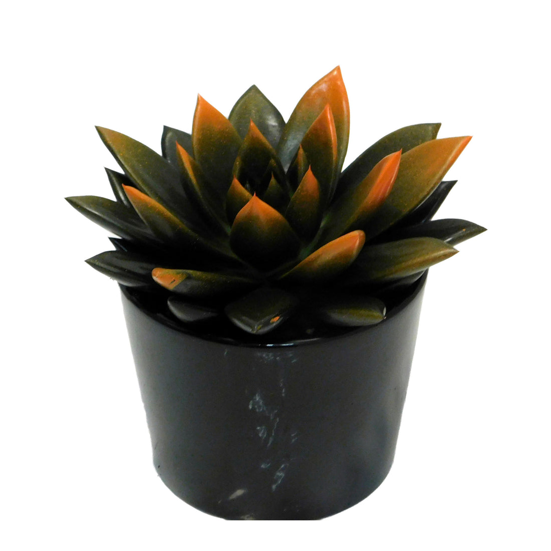 Echeveria